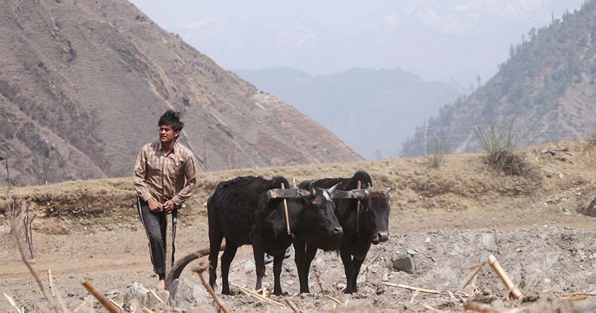 जब प्रदीप खड्काले जुम्लामा हलो जोते…