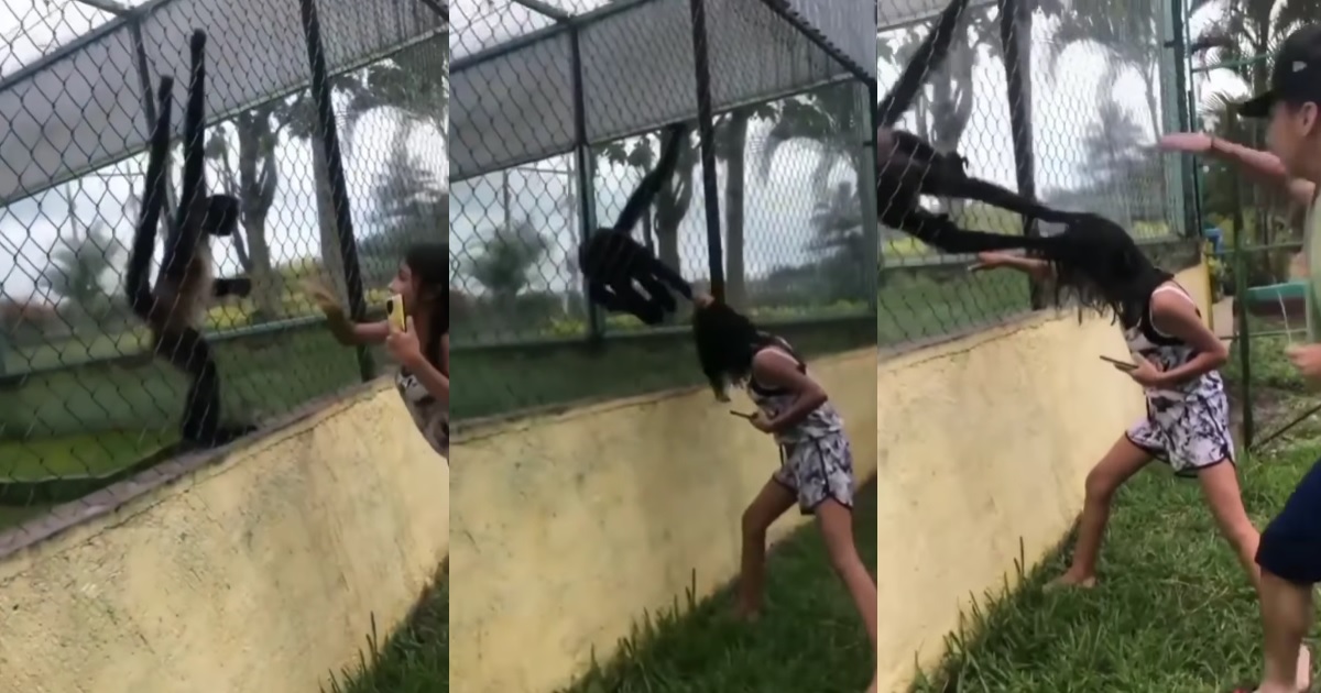 एक महिलालाई बाँदरसंग  जिस्किन खोज्दा रमाइलो बढी भएपछि भयो यस्तो हालत